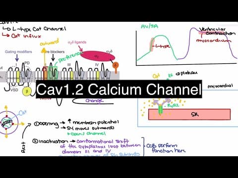 L-Type Calcium Channels Explained: Cav1.2, Cardiac Contraction, and Calcium Channel Blockers 💥