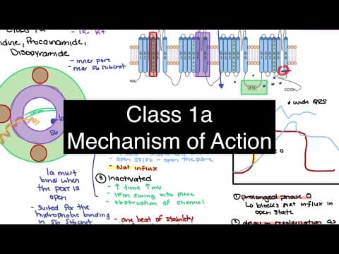 Class 1A Antiarrhythmics: How They Block Sodium and Potassium Channel